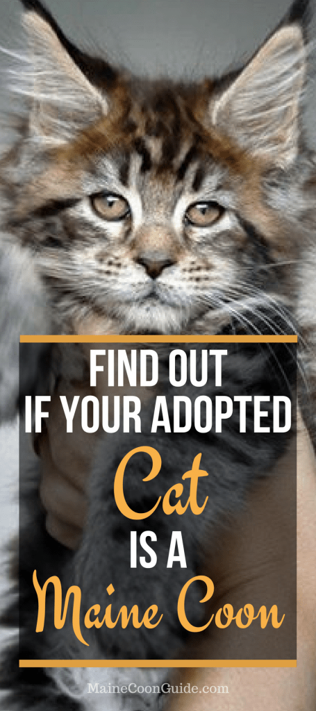 How To Tell If A Kitten Is A Maine Coon Maine Coon Guide