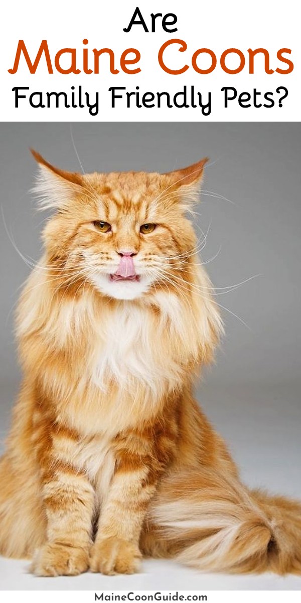What Are The Personality Traits Of A Maine Coon Cat At Abigail Lester Blog