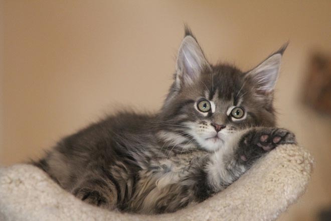 Free Maine Coon Kittens