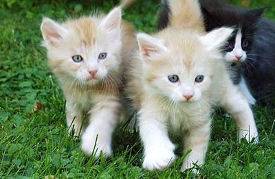Maine Coon Kittens