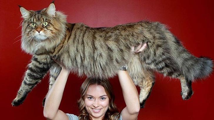Large Maine Coon Cat