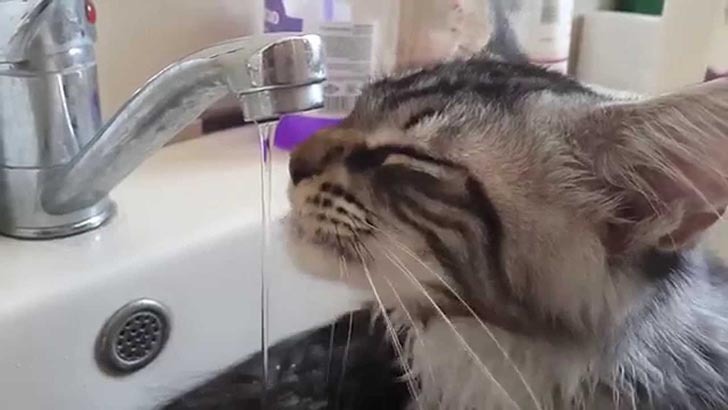 Maine Coon Bath