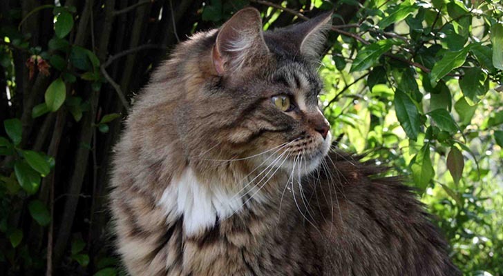 Maine-Coon-Hunting