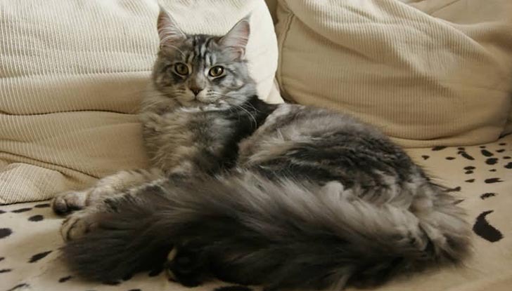 Maine Coon Long Tail