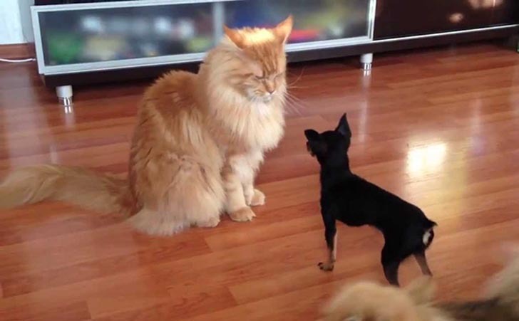 Maine Coon With Dog