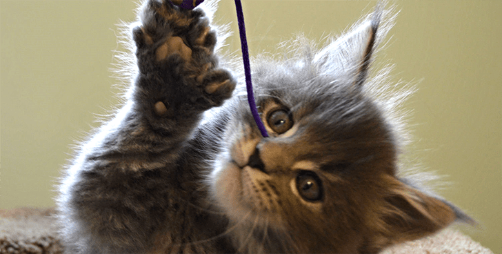 Maine Coon Six Toes