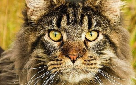 Maine Coon Adoption (What to look for) » Maine Coon Guide