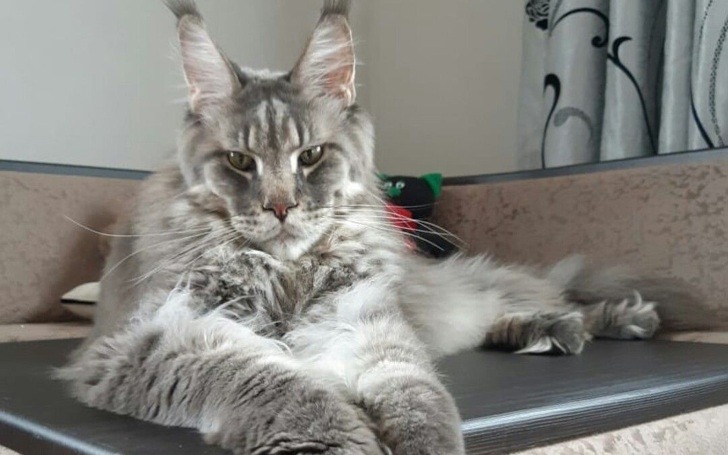 Buying A Maine Coon Cat (23 Things You Should Know)