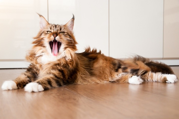 A Maine Coon cat lying on the floor after being clumsy and losing it's balance, with a fun and happy expression
