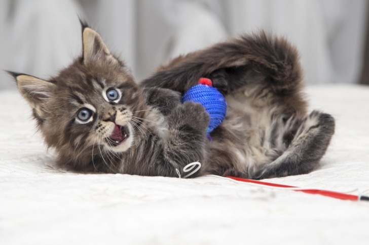 A Maine Coon cat being energetic, playing with a blue cat toy while lying on a couch, with a fun and happy expressive eyes