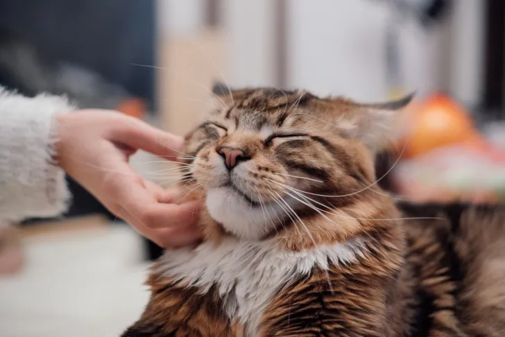 A person petting a fluffy brown tabby Maine Coon cat on the chin, showing a close bond between a cat and its owner.