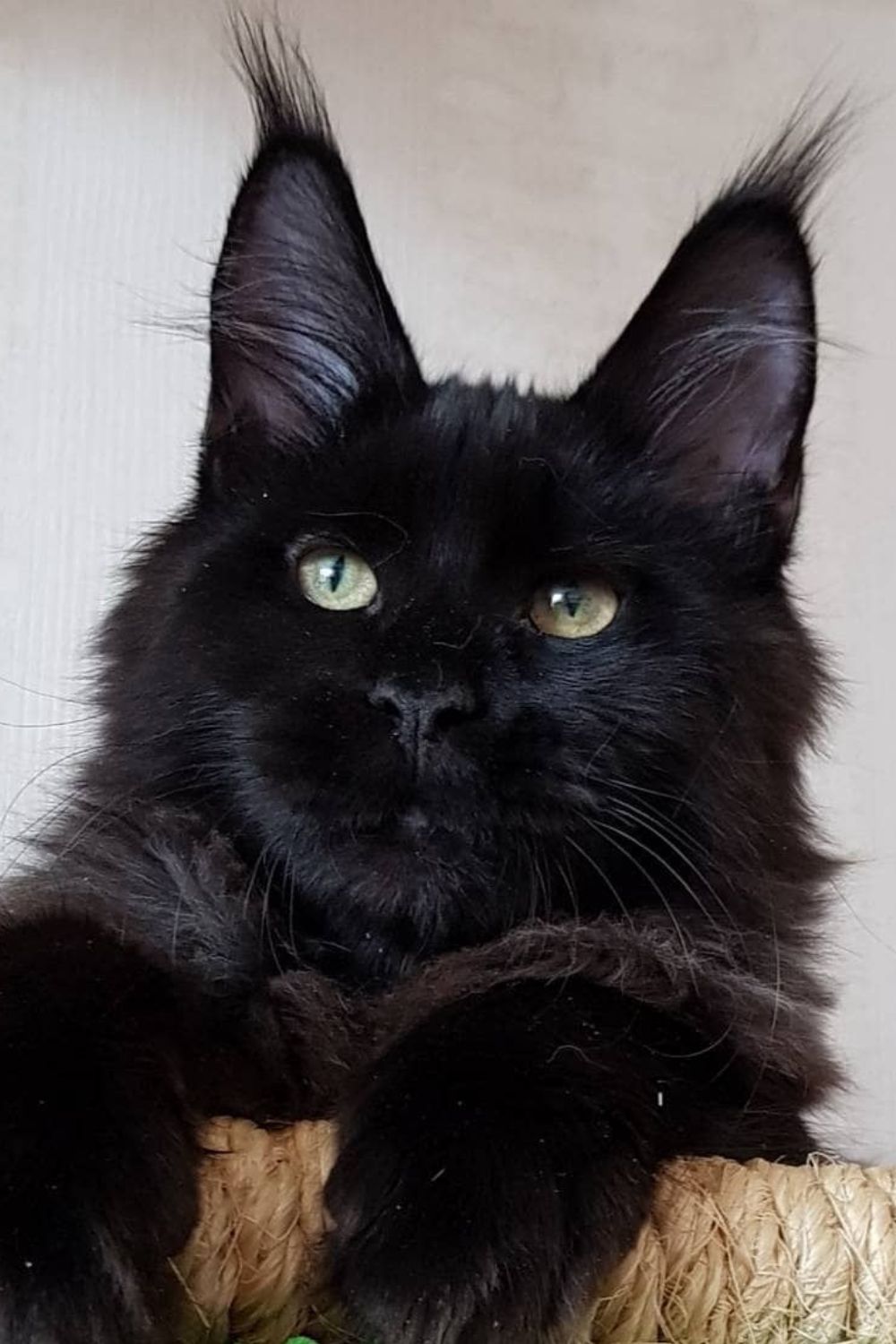 Black Male Maine Coon Names