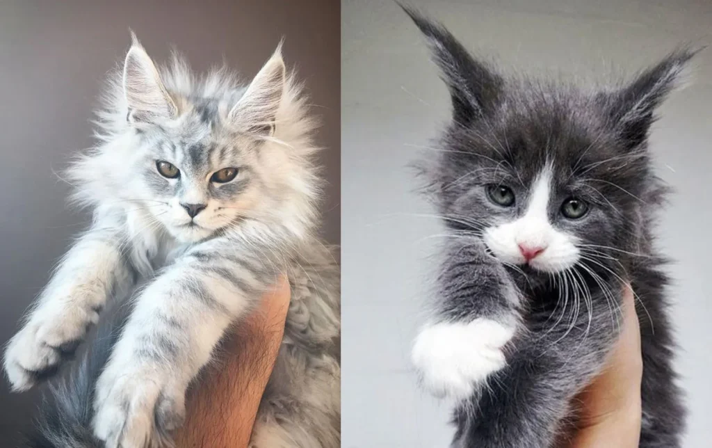 Maine Coon kittens being held in the air by their owners, showcasing their characteristic fluffy manes, large tufted ears, and expressive faces.