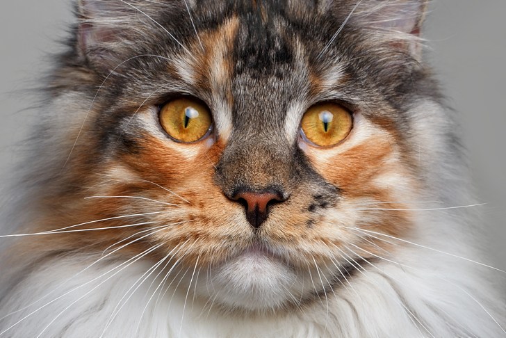 Close-up portrait of a fluffy tortoiseshell calico Maine Coon cat with striking amber orange eyes, prominent whiskers, and a thick mane, serving as a featured image for Maine Coon Guide