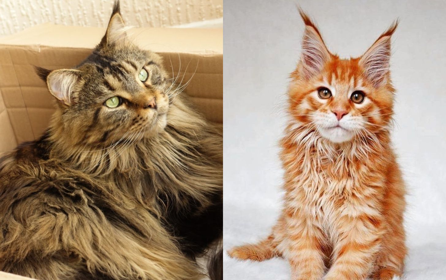 male maine coon cat names
