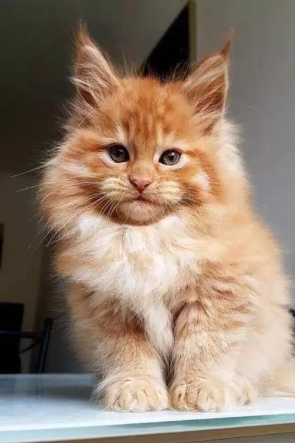 Orange Maine Coon Names Male