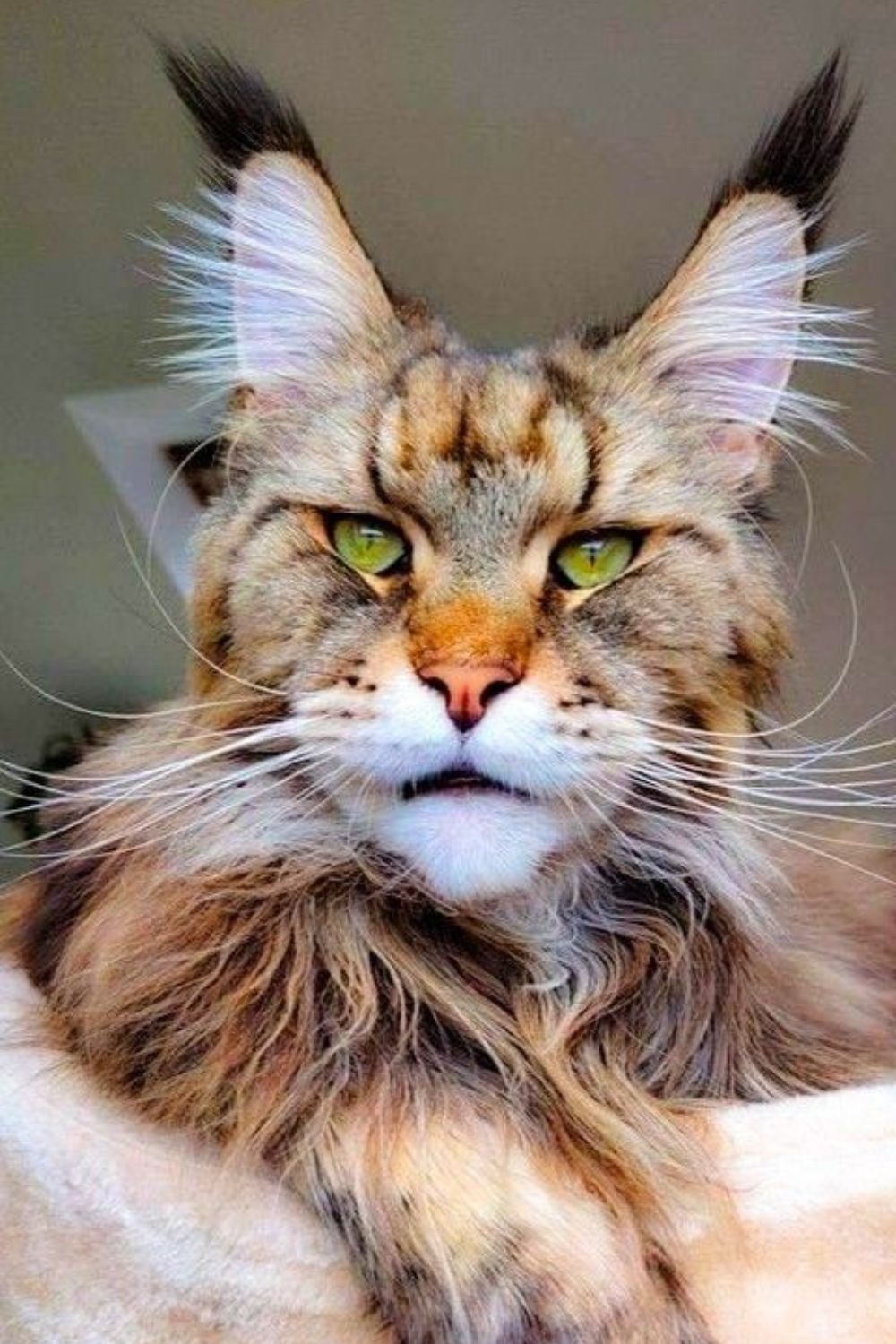 Unique Maine Coon Male Names
