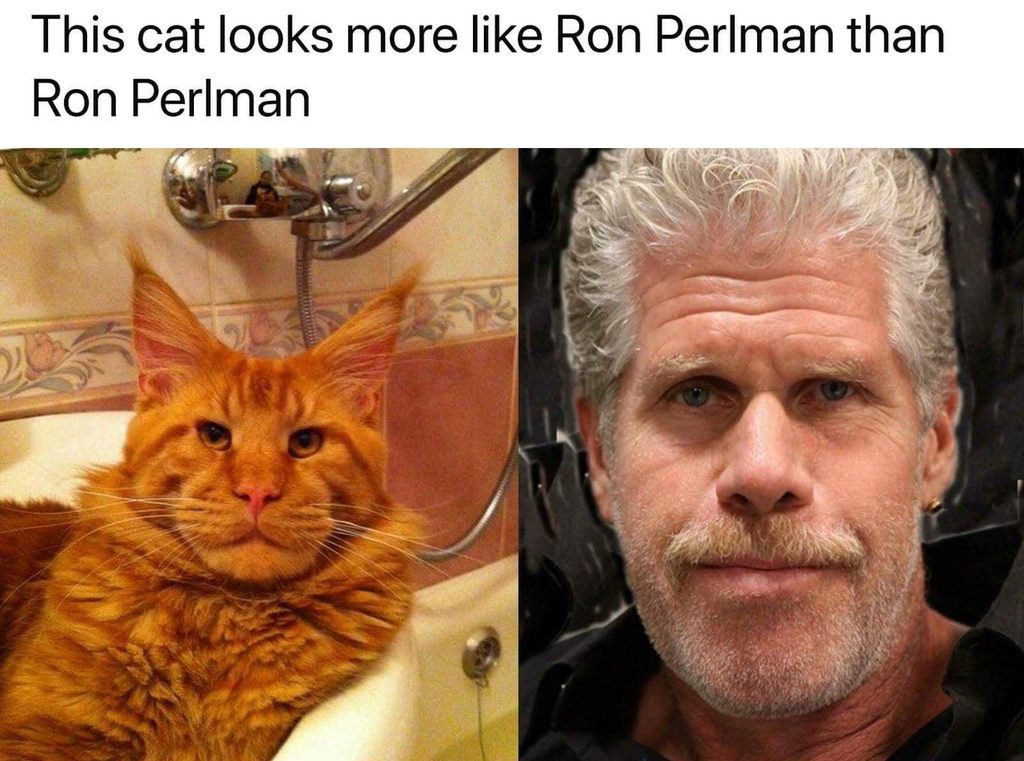A side-by-side meme comparison of an orange Maine Coon cat sitting in a bathtub and actor Ron Perlman, highlighting their identical strong jawlines, square muzzles, and intense facial expressions.